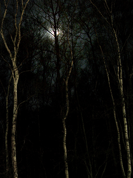 Moon behind the Trees