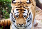 Tiger Papa 1