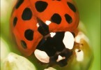 Playing with a Ladybird