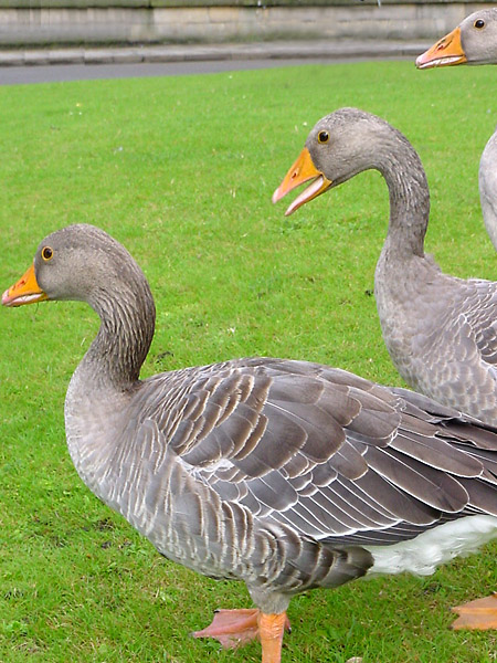 Gray Geese in York