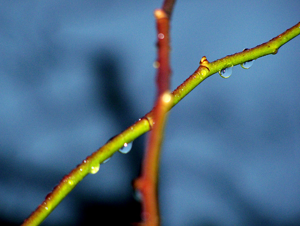 Morgentau / Morning Dew