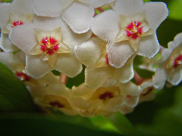 Wachsblume / Hoya in blossom