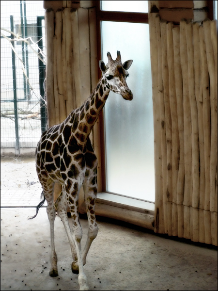 Giraffe Youngster