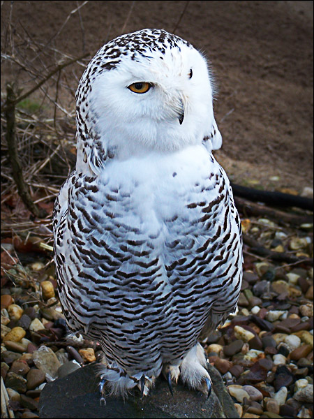 Posing Owl