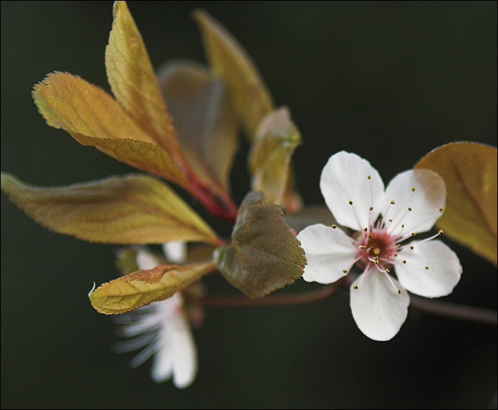 Cherry Blossom