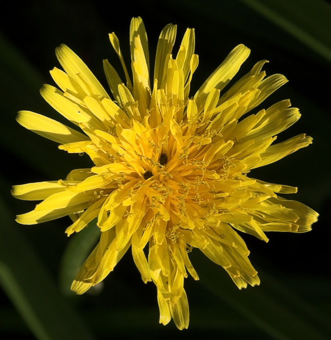 Dandelion