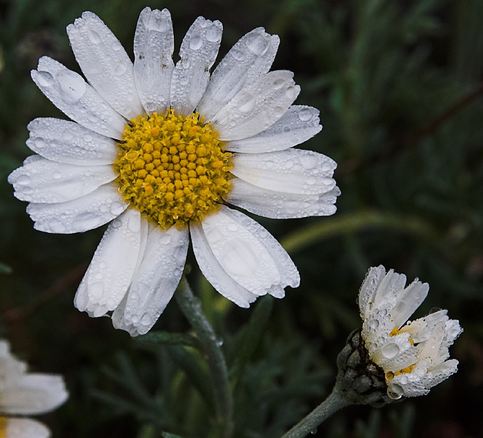 Wet Marguerite