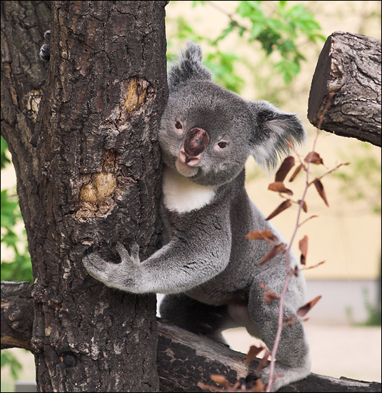 Koala Daddy 1