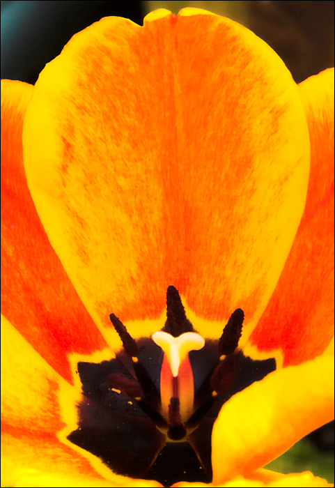 Tulipe on Fire