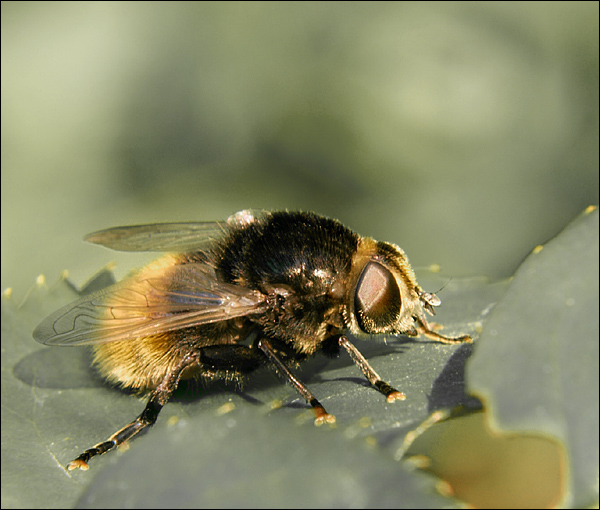 Baby Bumble Bee