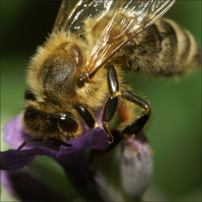 Cuddle Bee