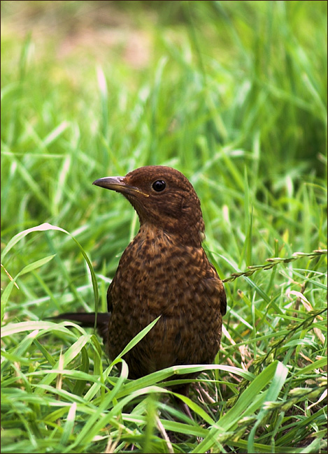 Thrush Youngster