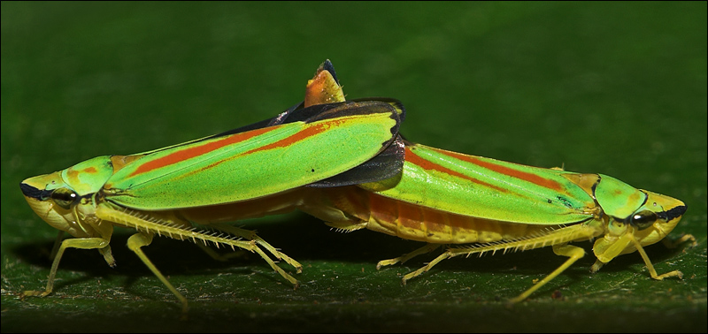 Rhododendron Leafhoppers