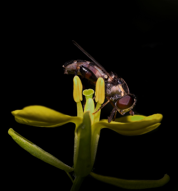 Hoverfly and Flower