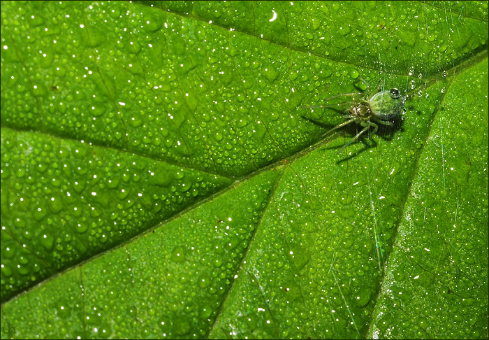 Green Wet