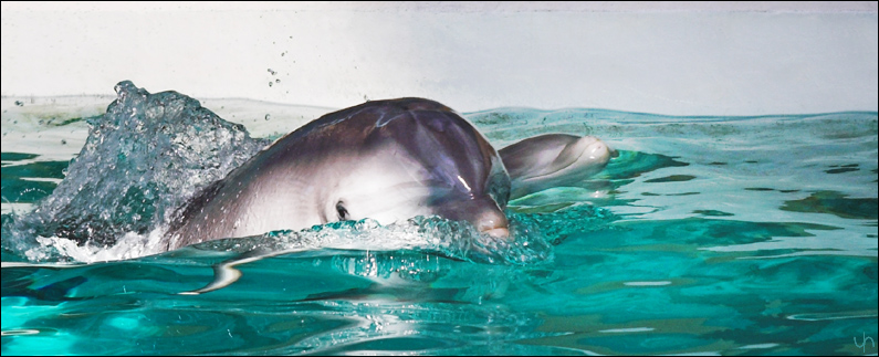 Dolphin Mum with Baby