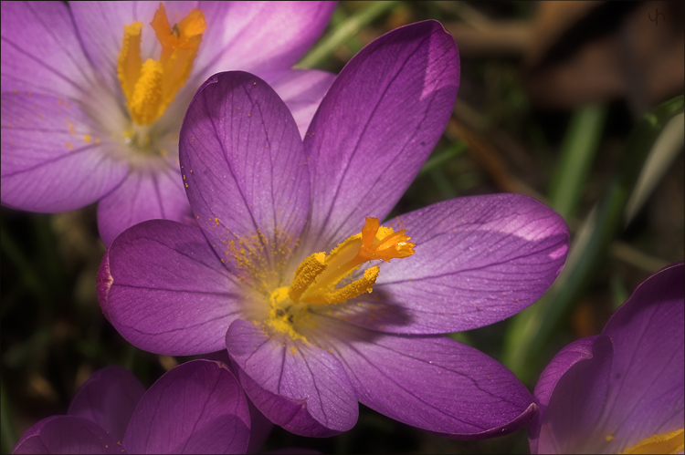 First Spring Flowers