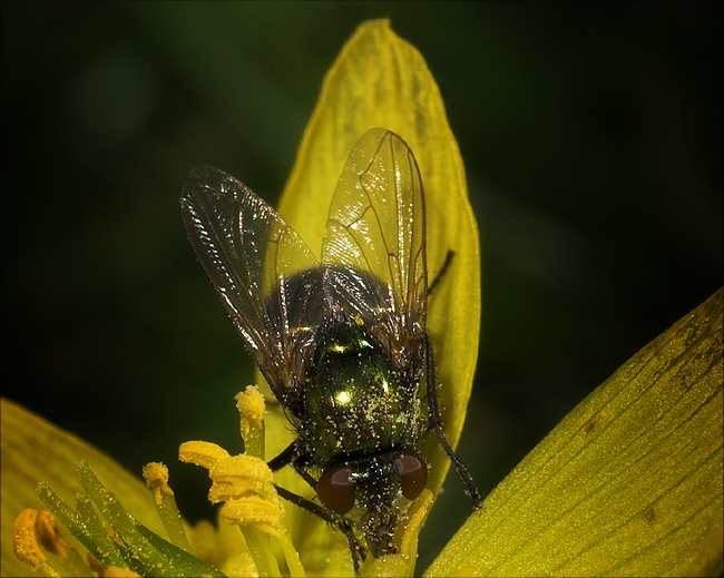 The First Fly