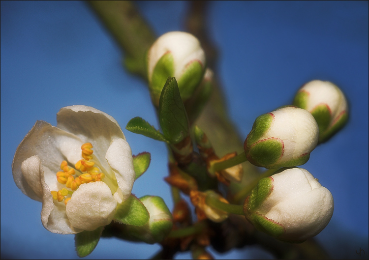 Blackthorn Bloom