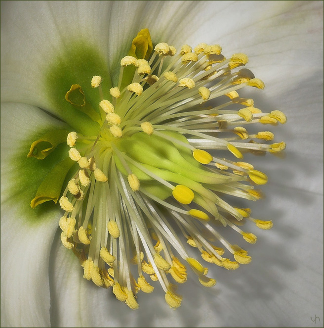 Hellebore