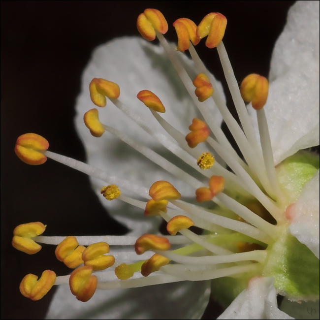 Blackthorn Bloom 2