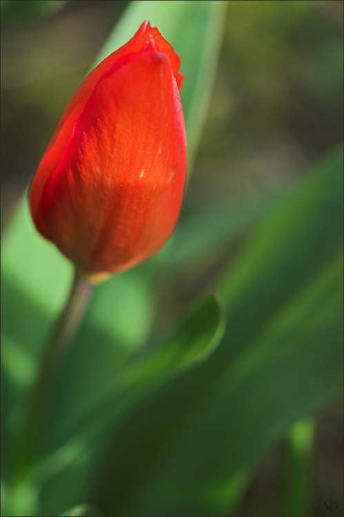 Red Tulip