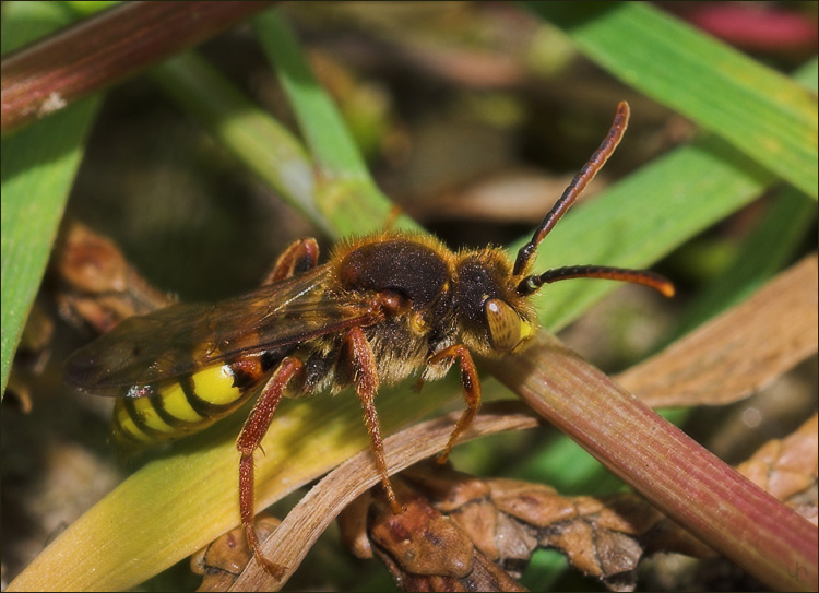 Baby Hover Fly