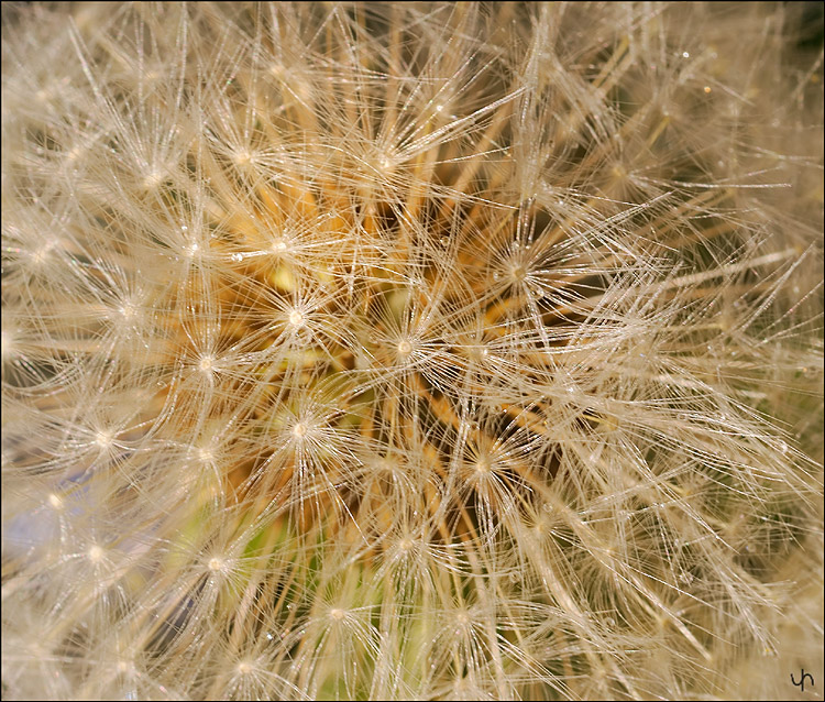 Wet Dandelion