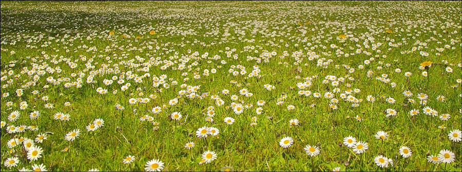 Daisy Lawn