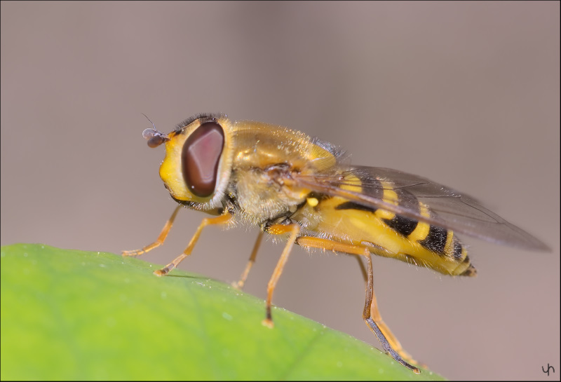 Hoverfly 1002