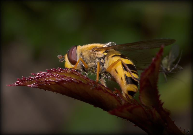 Hoverfly 1003