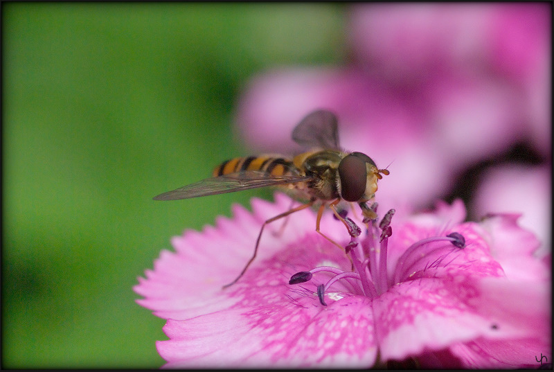 Hoverfly at ISO 1600