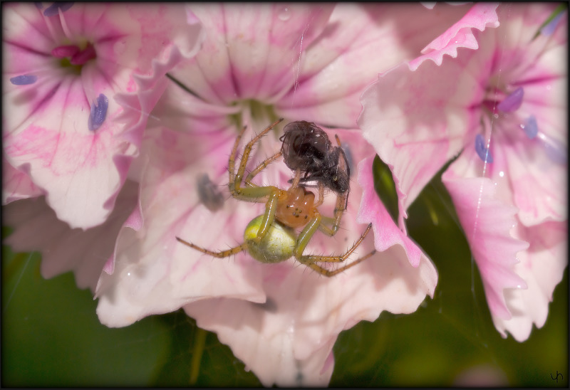 Spiders Meal