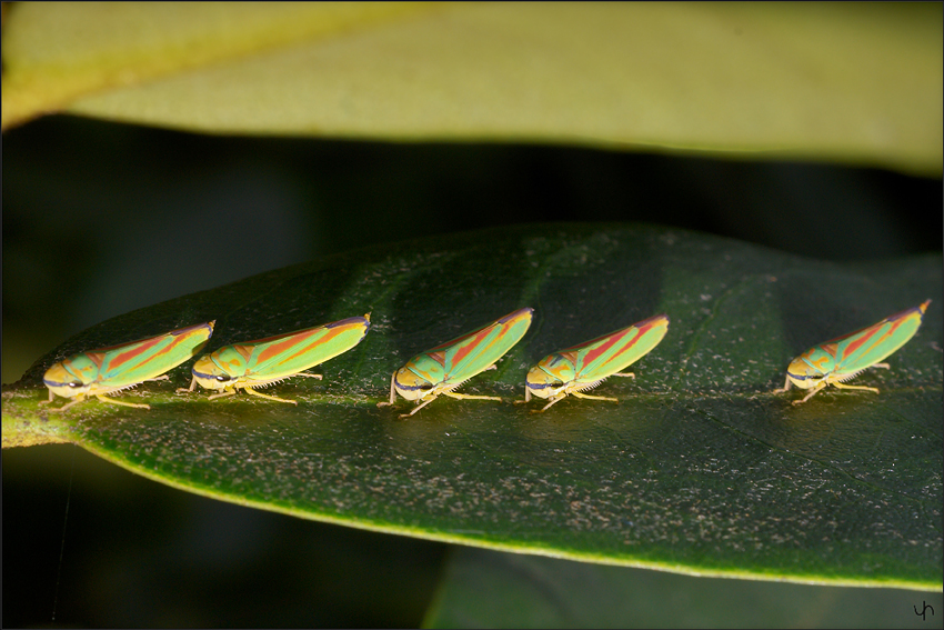 Leafhoppers Parade