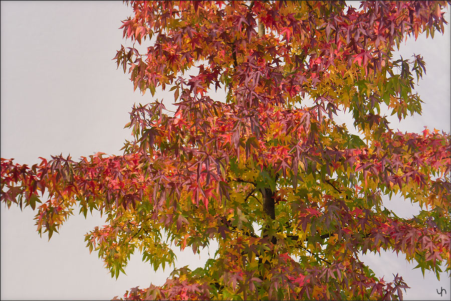 Autumn Colours 1