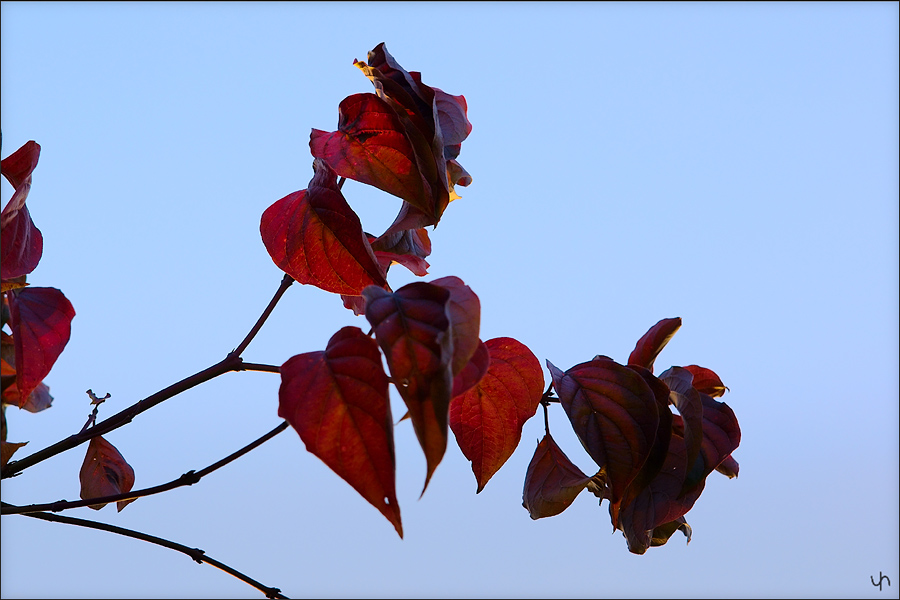 Autumn Glowing