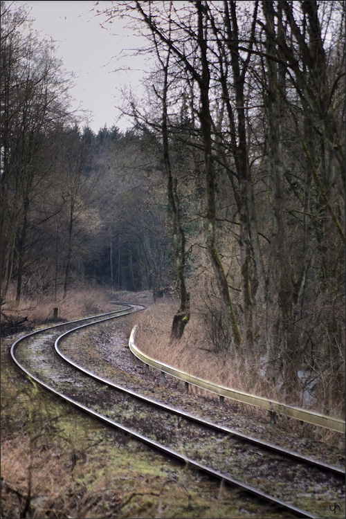 Forest Train