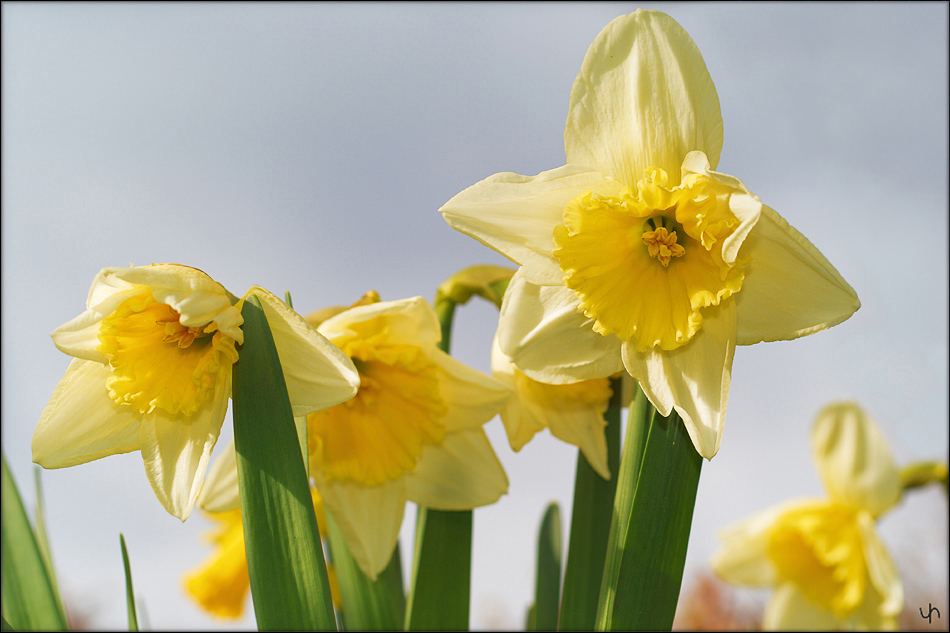 Daffodils