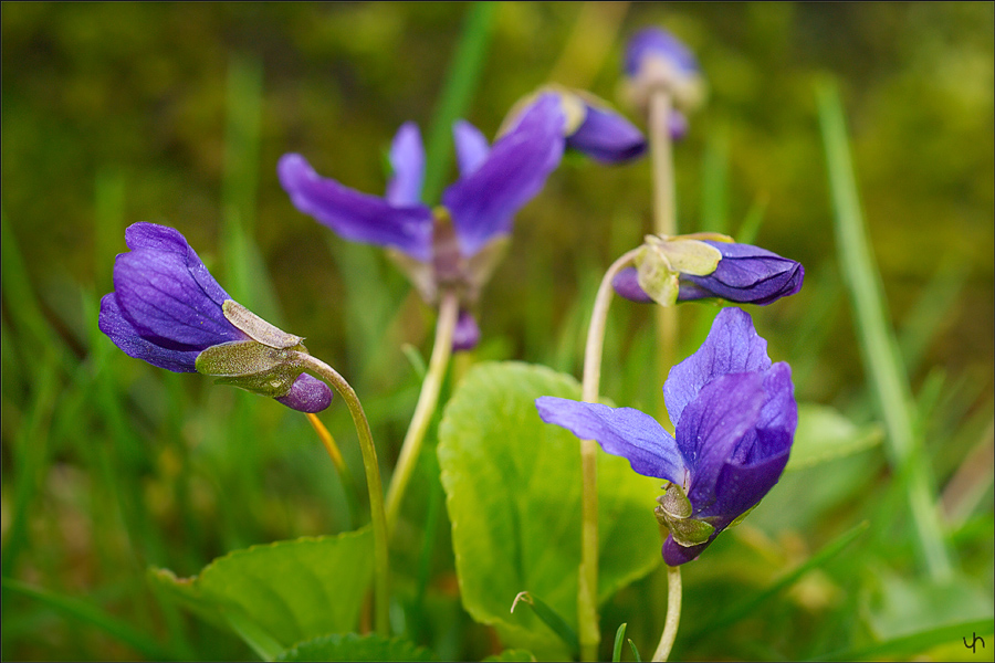 Violets