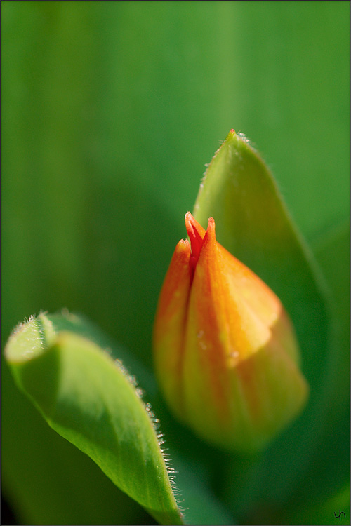 First Tulip 2009