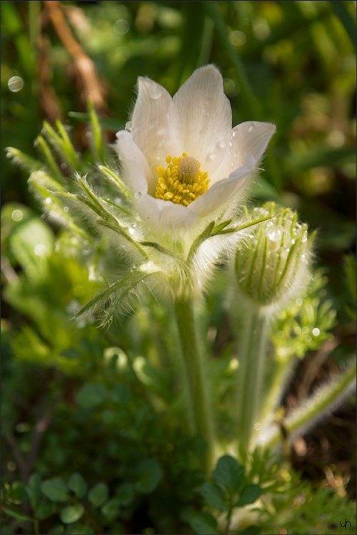 Pasque flower