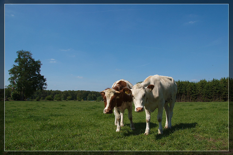 Cows in Netherland