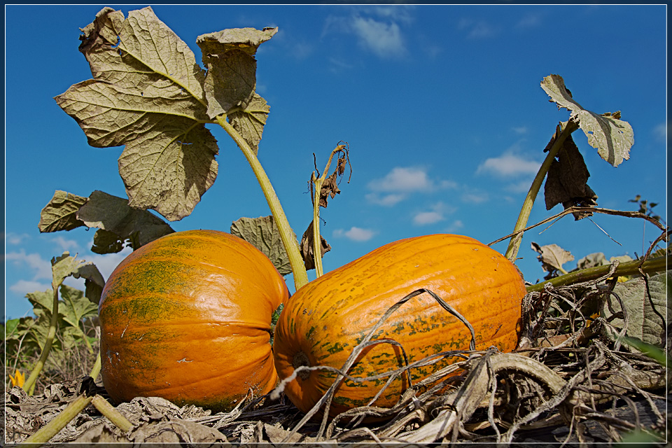 Pumpkins 2