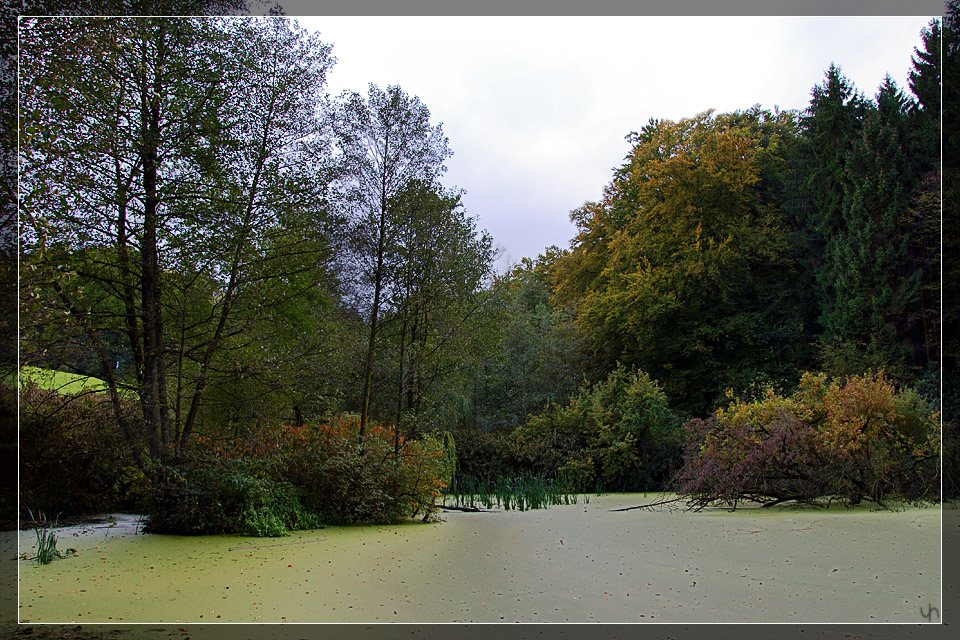 Forest Lake