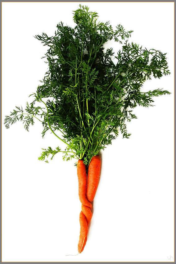 Carrots in Love