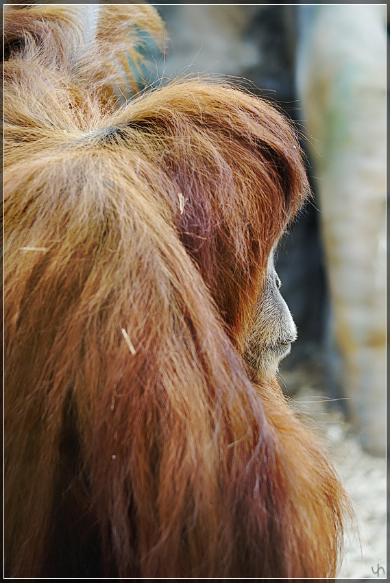 Orang-Utan