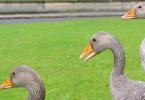 Gray Geese in York