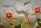 Wachsblume / Hoya in blossom
