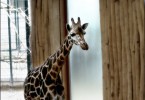Giraffe Youngster