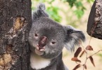 Koala Daddy 1